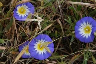 Estepona, bloemen en planten